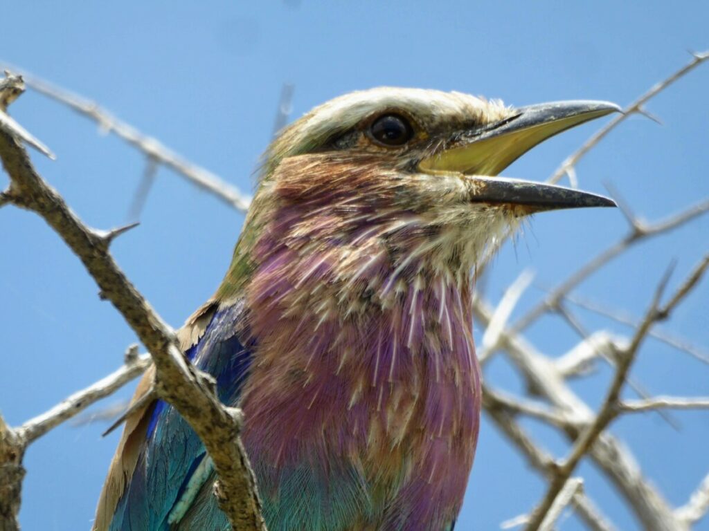 Lilac Breasted Roller - Makgadigadi NP Botswana