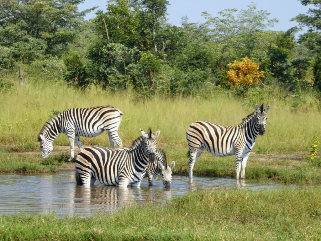Op safari in Bwabwata National Park Mahango Core Area Op safari in Bwabwata National Park Mahango Core Area