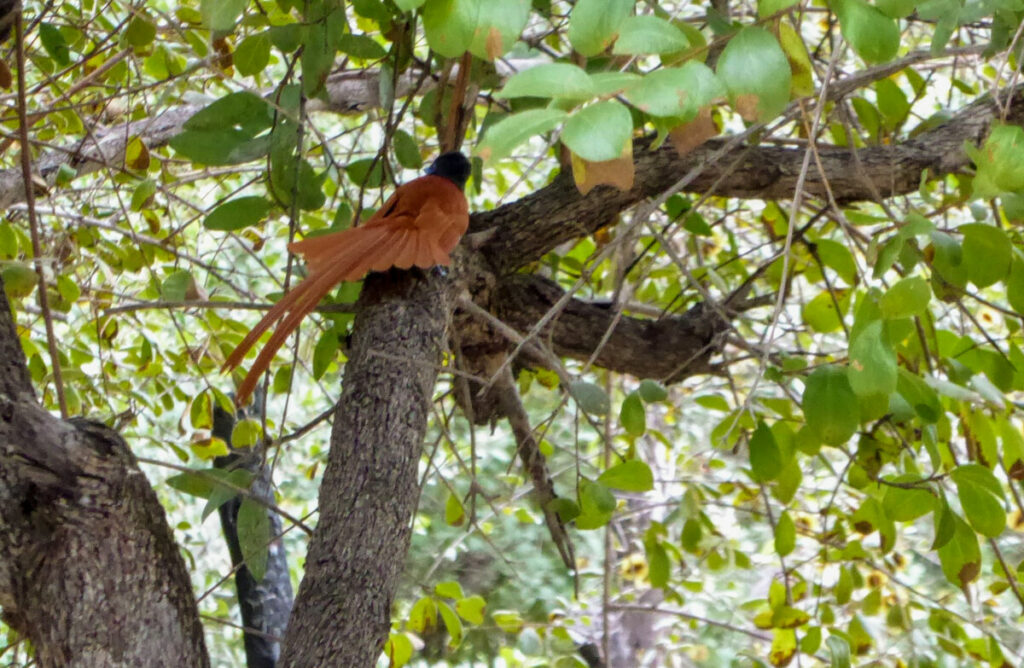 Wat te doen in Divundu - Wildlife & Vogels Spotten Wat te doen in Divundu - Wildlife & Vogels Spotten