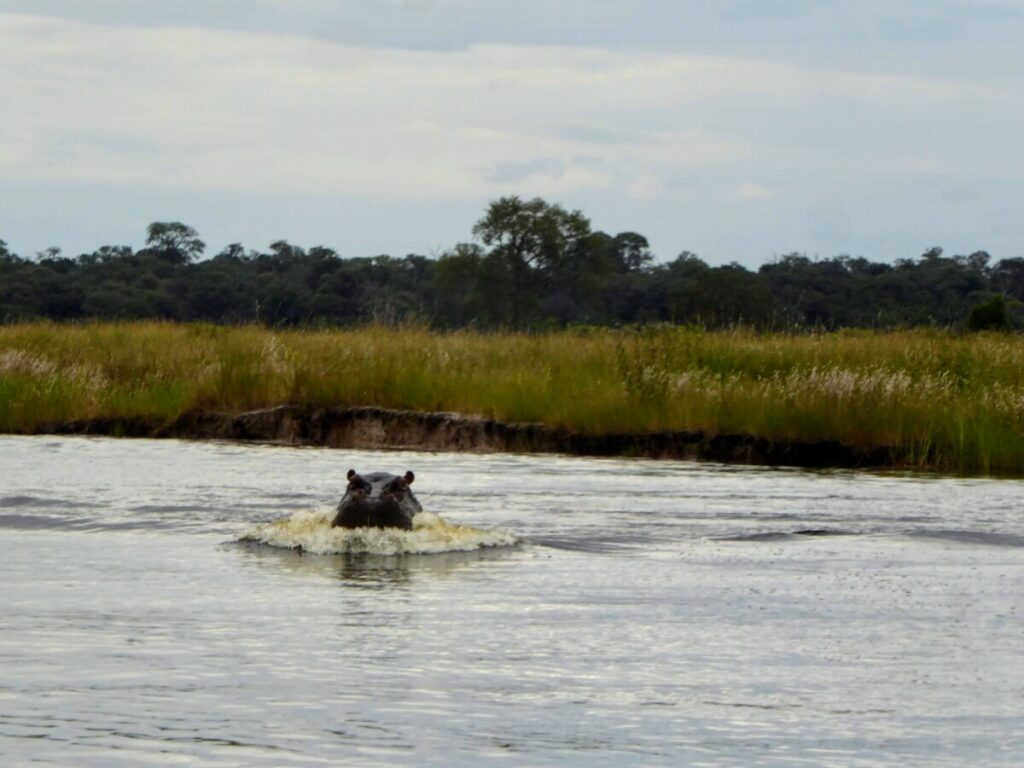 Wat te doen in Divundu - Wildlife & Vogels Spotten Wat te doen in Divundu - Wildlife & Vogels Spotten