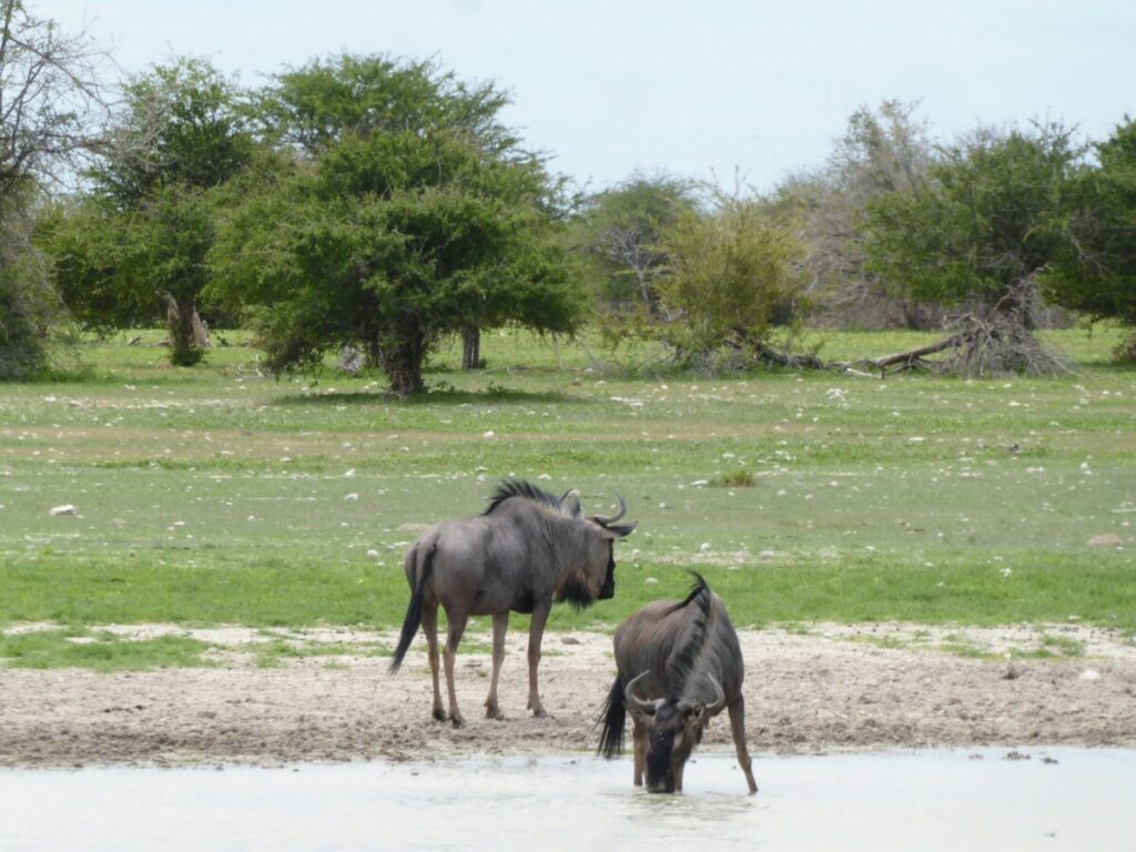Gnoe - Safari in Etosha - Namibie Gnoe - Safari in Etosha - Namibie