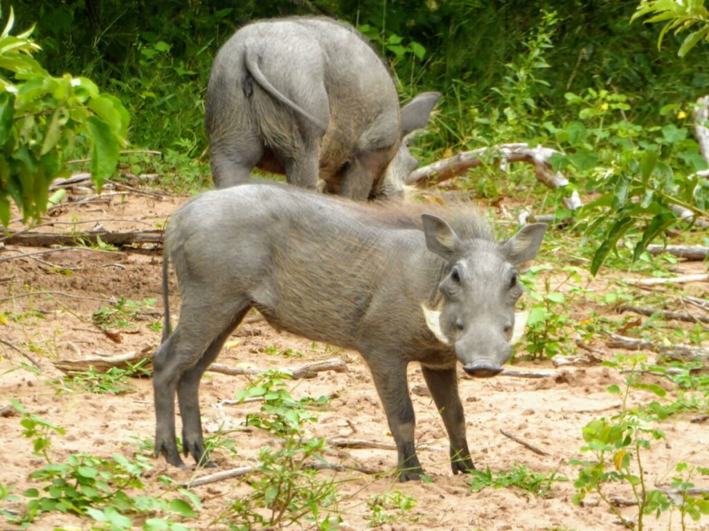Dieren spotten bij Chobe NP - Kasane Botswana Dieren spotten bij Chobe NP - Kasane Botswana