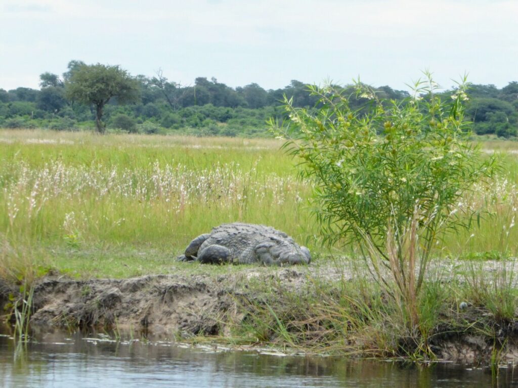 Wat te doen in Divundu - Wildlife & Vogels Spotten Wat te doen in Divundu - Wildlife & Vogels Spotten