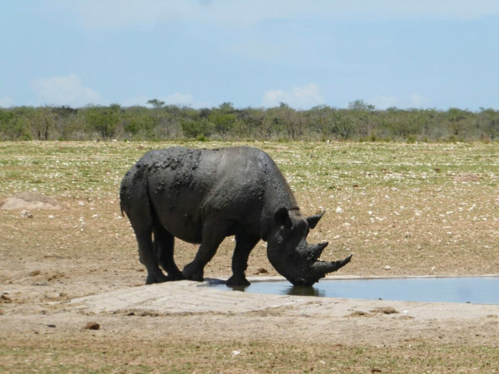 Neushoorn - Safari in Etosha - Namibie Neushoorn - Safari in Etosha - Namibie