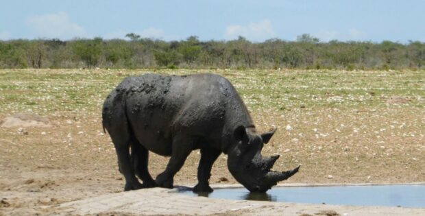 Neushoorn - Safari in Etosha - Namibie