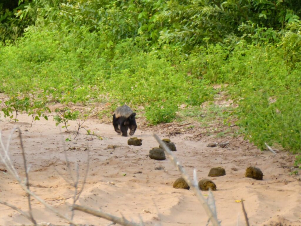 Dieren spotten bij Chobe NP - Kasane Botswana