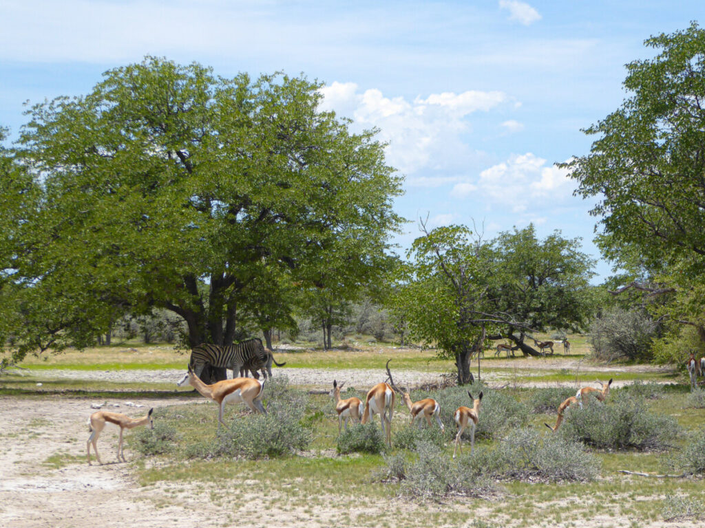Op Safari in Etosha NP - Namibie Op Safari in Etosha NP - Namibie