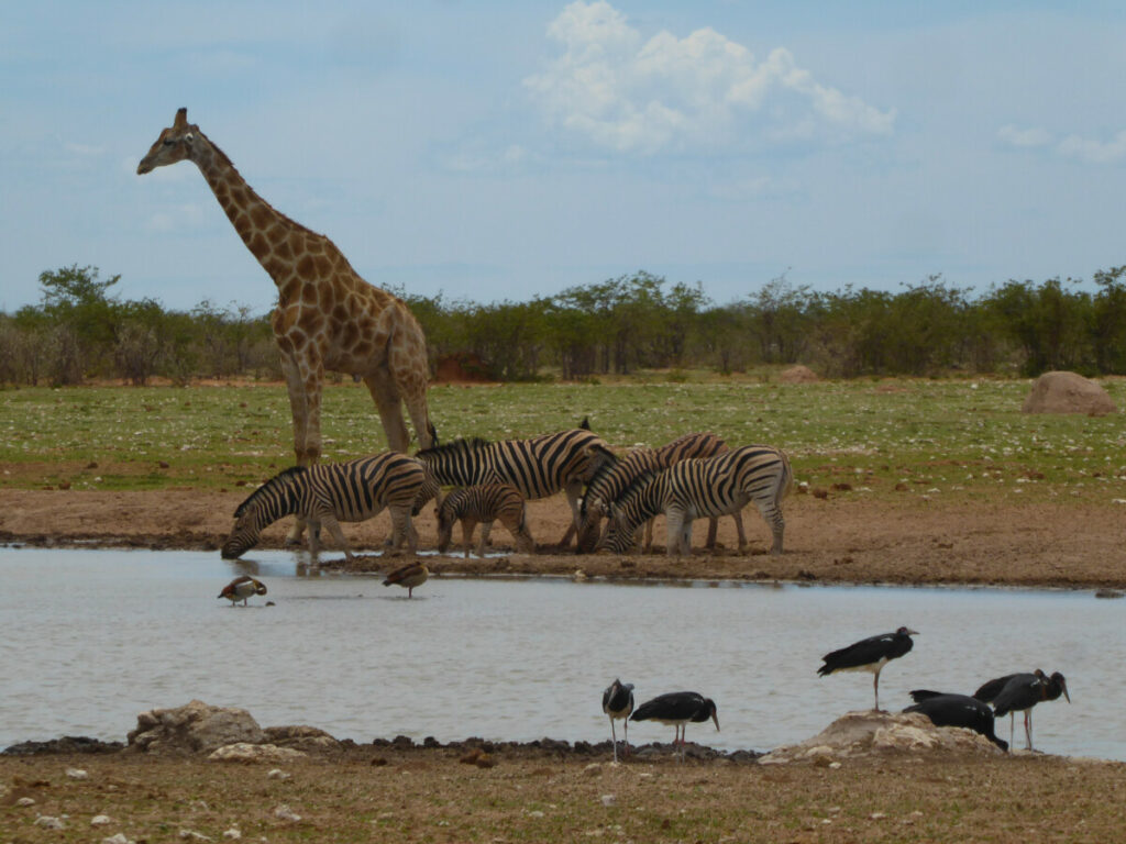 Op Safari in Etosha NP - Namibie Op Safari in Etosha NP - Namibie