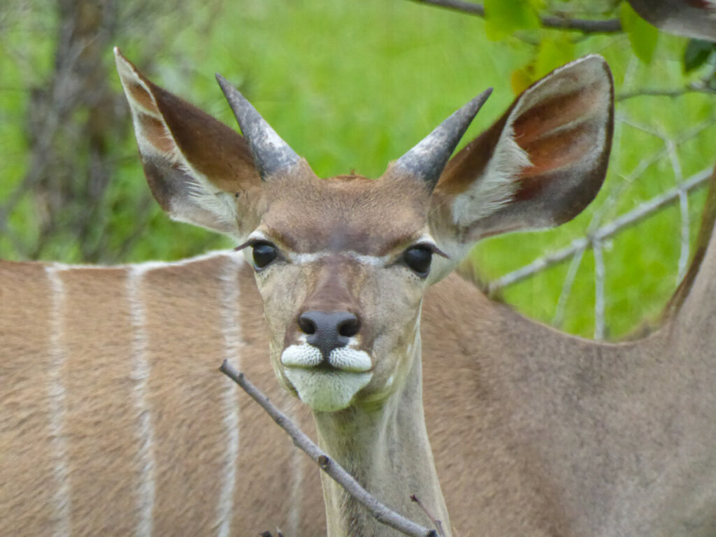Jonge nieuwsgierige Kudu - Etosha NP Jonge nieuwsgierige Kudu - Etosha NP