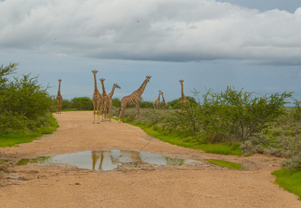 Giraffes in Etosha NP Namibie Giraffes in Etosha NP Namibie