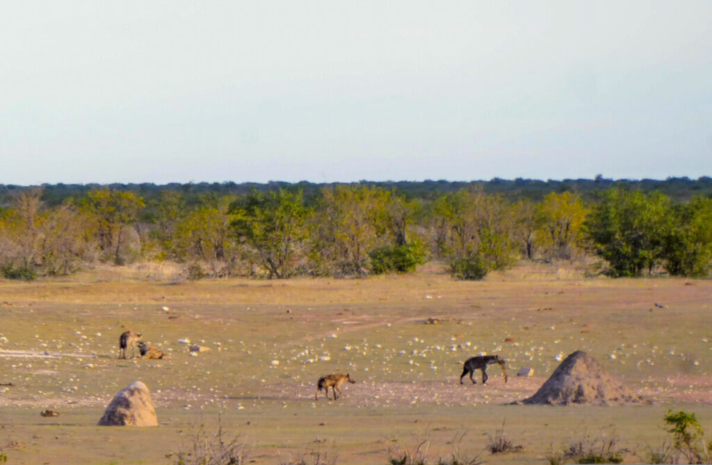 Hyena's bij Olifantsrus - Etosha Hyena's bij Olifantsrus - Etosha