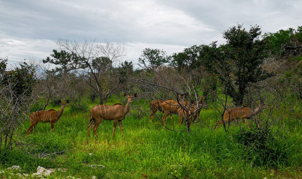 Kudu's in Etosha NP Kudu's in Etosha NP