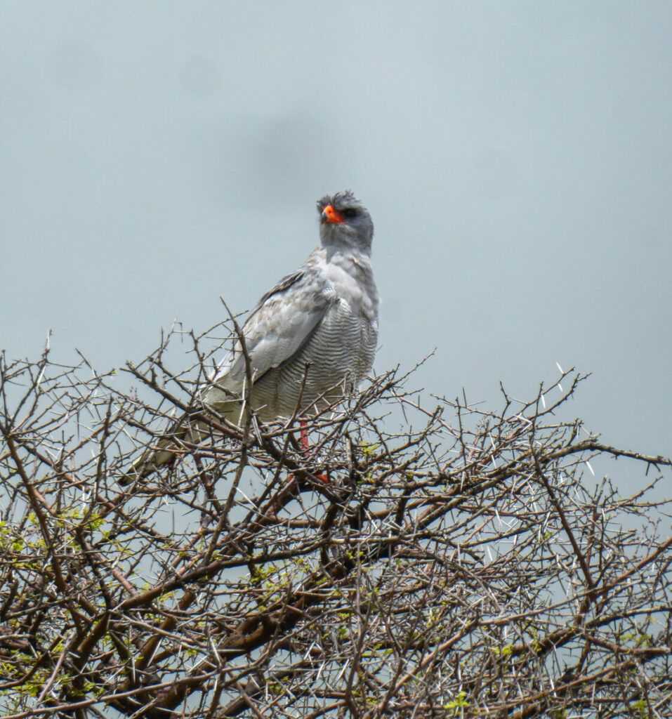 Roofvogel in Etosha NP Roofvogel in Etosha NP