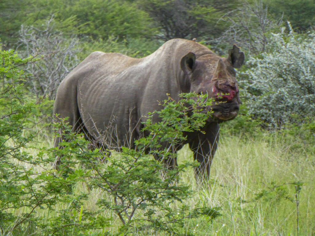 Bebloede neushoorn in Etosha Bebloede neushoorn in Etosha