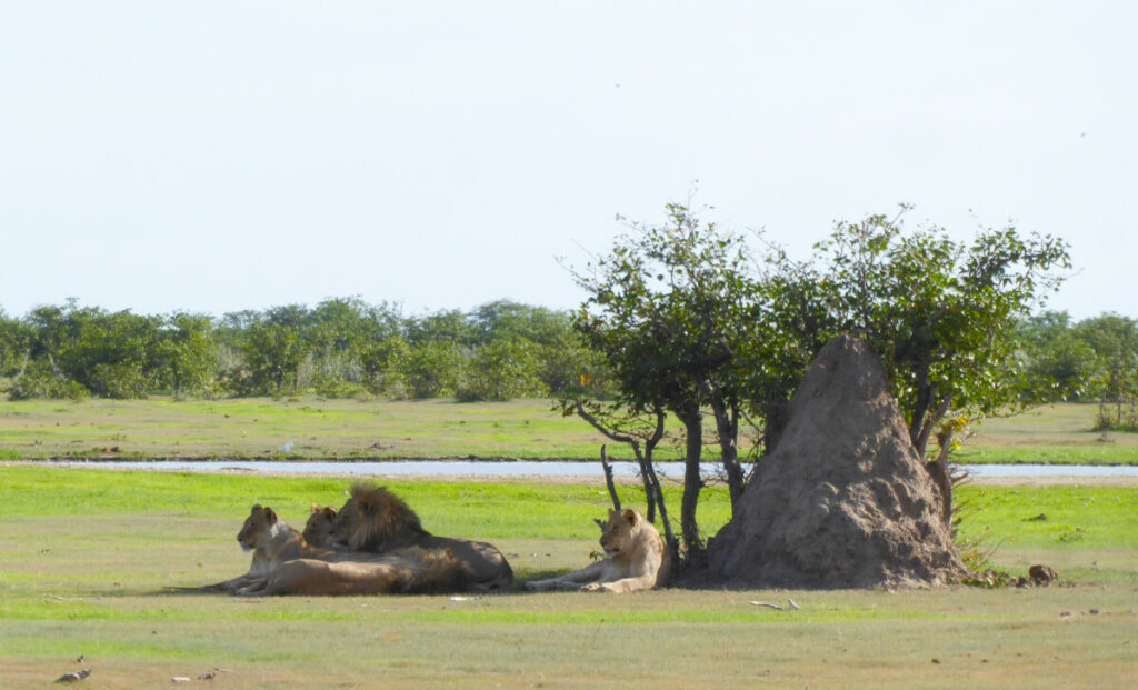 Safari in Etosha - Namibie Safari in Etosha - Namibie
