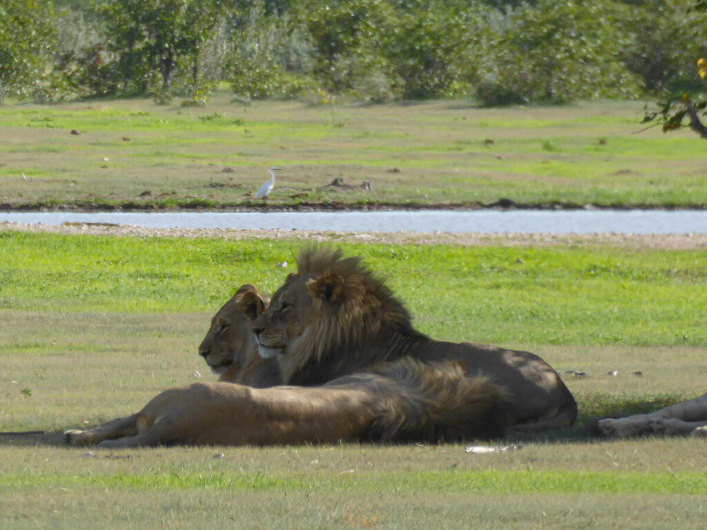 Safari in Etosha - Namibie Safari in Etosha - Namibie