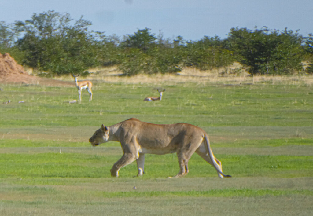 Safari in Etosha - Namibie Safari in Etosha - Namibie