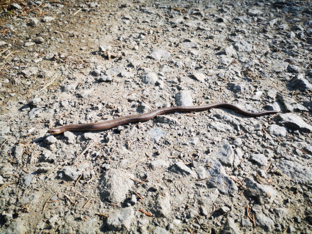 Hazelworm, het eerste wildlife