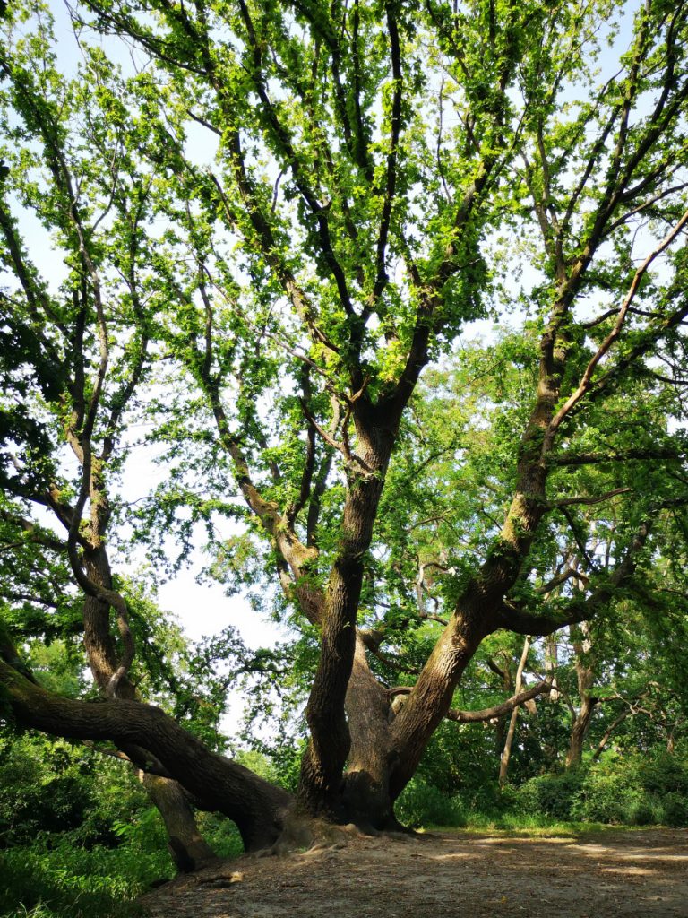 Wandelen buiten de Binnenstad van Nijmegen - Wandelen op het Ooijpad - 17 km - Zinvol Reizen Wandelen buiten de Binnenstad van Nijmegen - Wandelen op het Ooijpad - 17 km - Zinvol Reizen