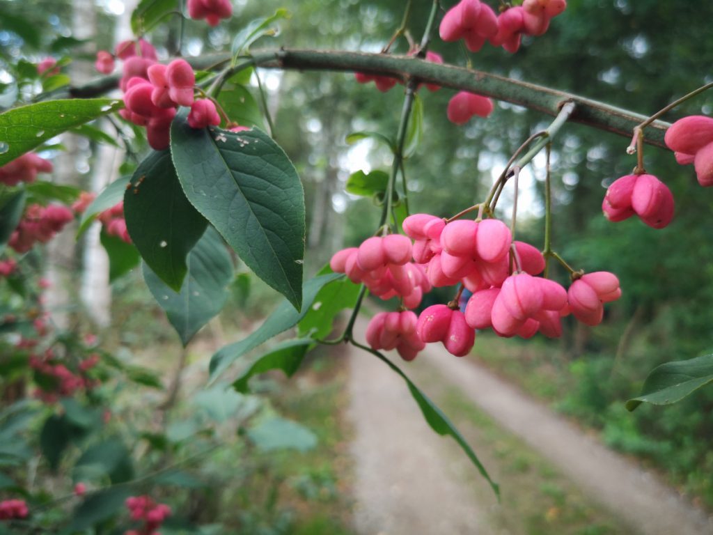 Rondje Vilsteren - Salland - Gegarandeerd Onregelmatig Wandeling rondom Vilsteren