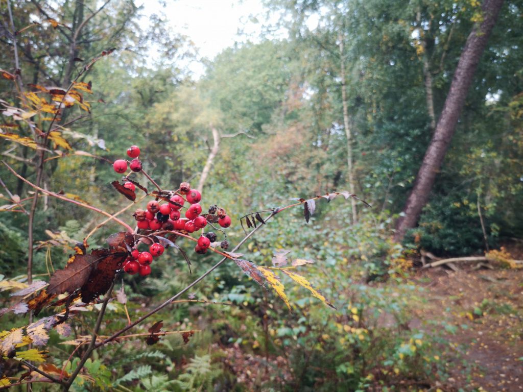 Herfst tijdens wandelen in het Vechtdal Herfst tijdens wandelen in het Vechtdal