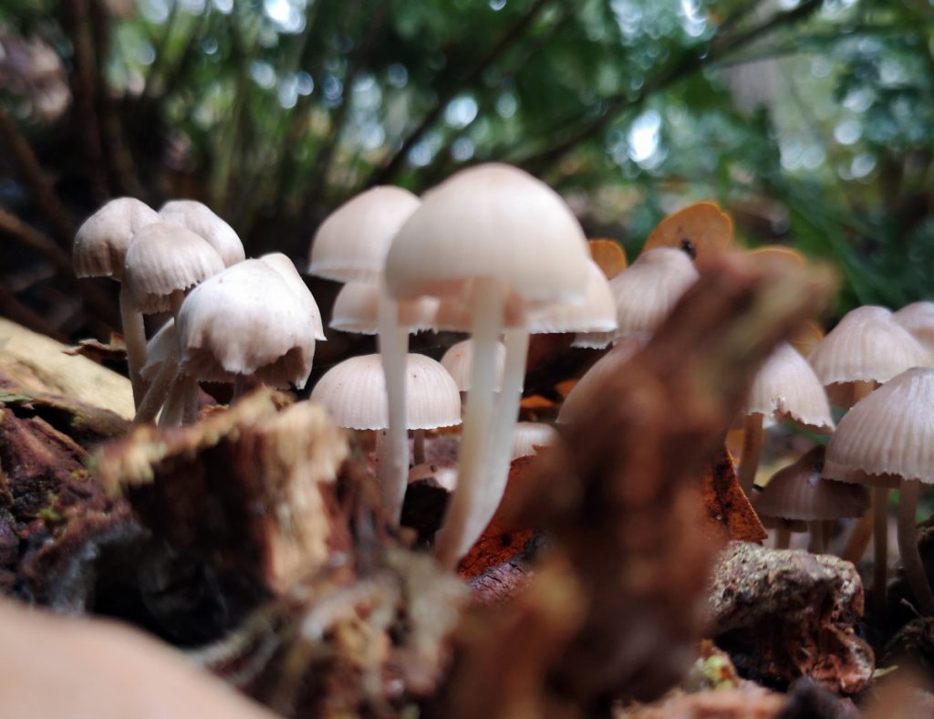 Herfst tijdens wandelen in het Vechtdal Herfst tijdens wandelen in het Vechtdal