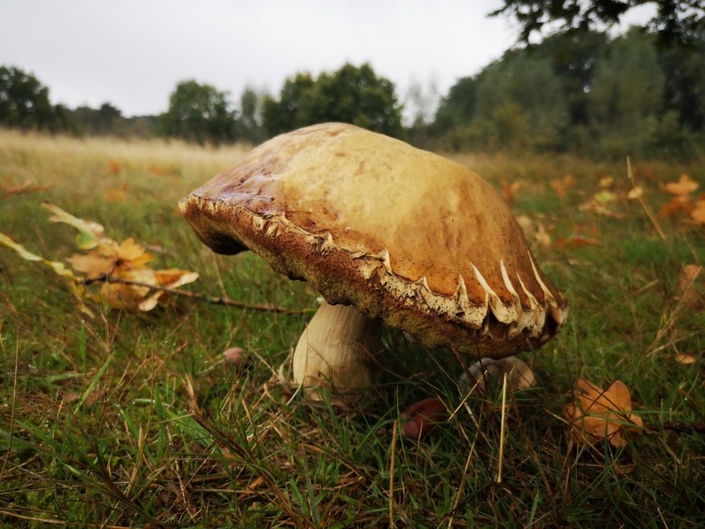 Paddenstoelen langs de route Vechtdal Paddenstoelen langs de route Vechtdal