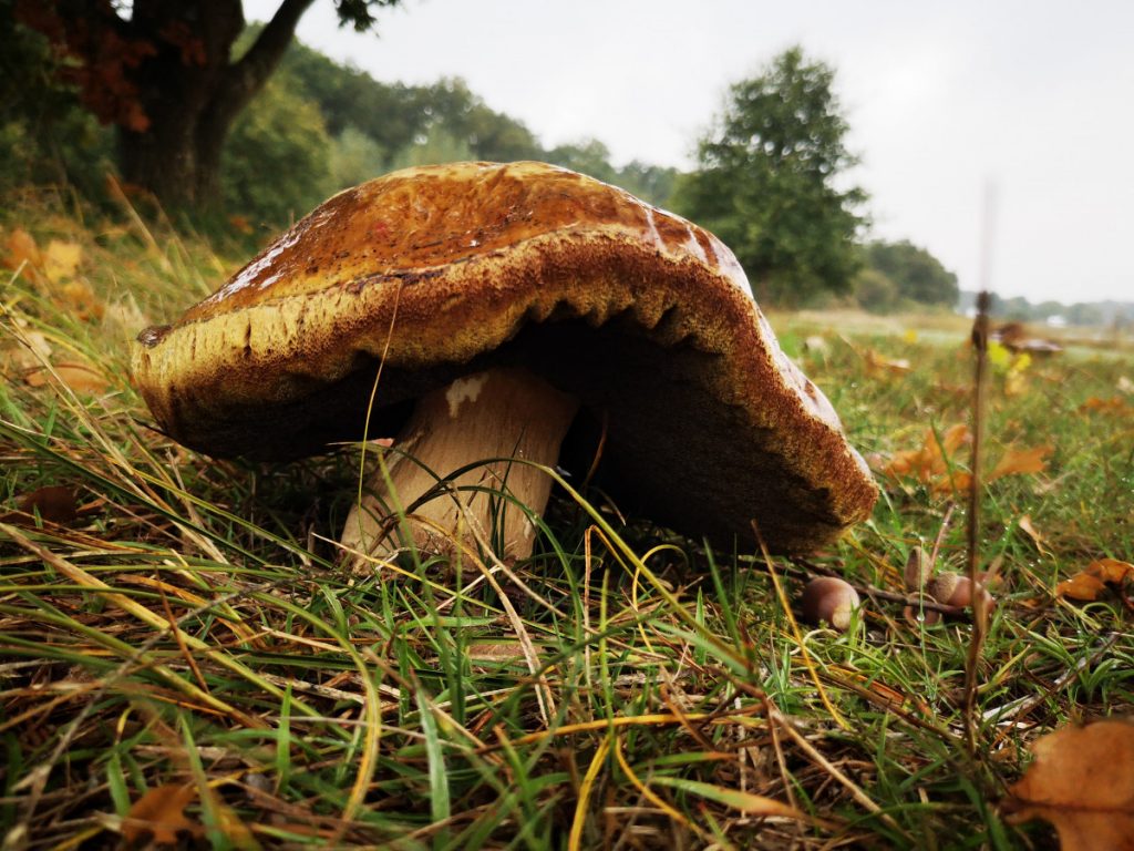 Paddenstoelen langs de route Vechtdal Paddenstoelen langs de route Vechtdal