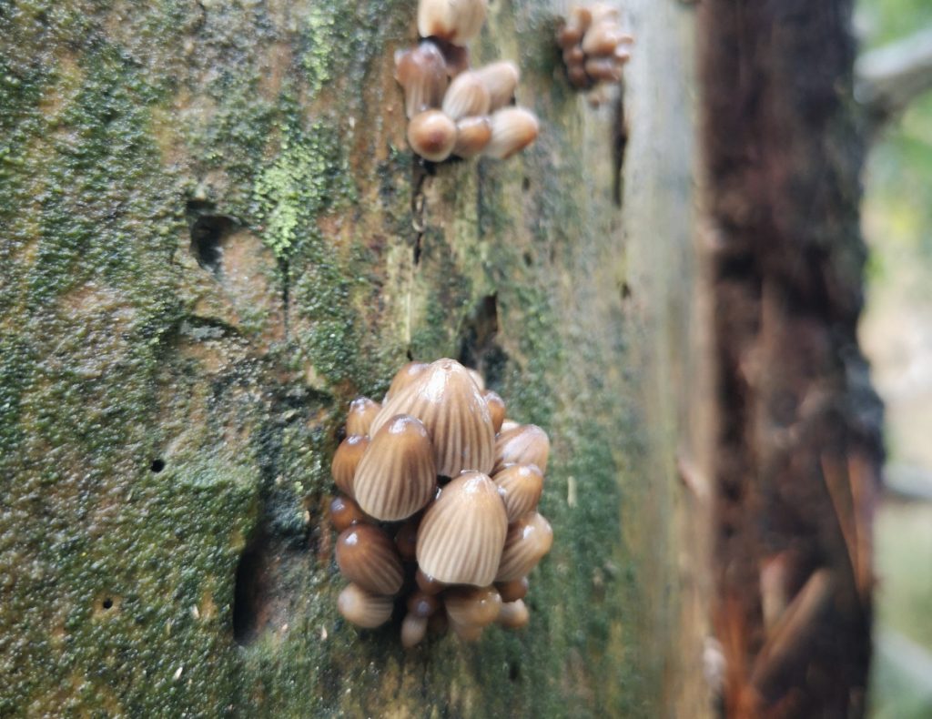 Paddenstoelen langs de route Vechtdal Paddenstoelen langs de route Vechtdal