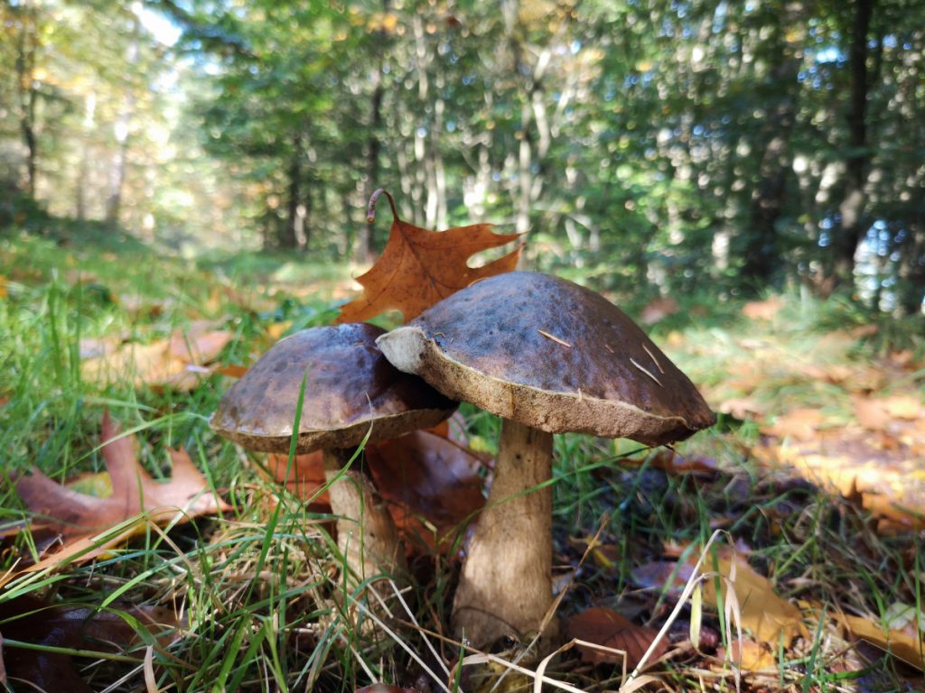 Paddenstoelen in de herfst - Wandelen in het Vechtdal