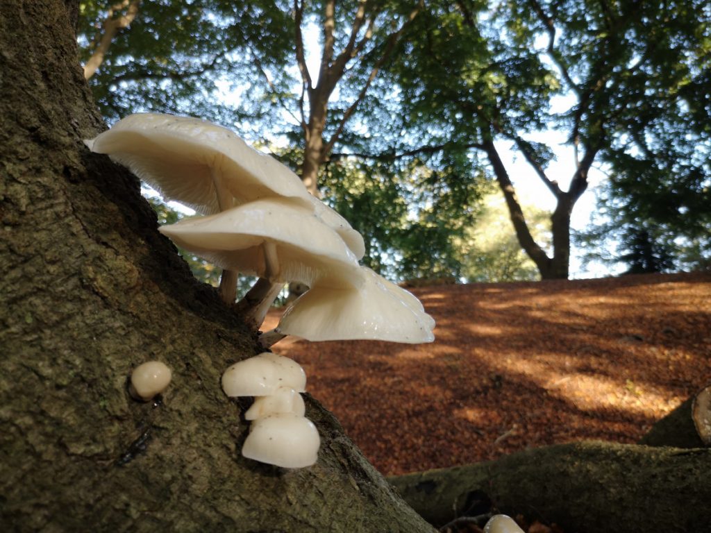Paddenstoelen in de herfst - Wandelen in het Vechtdal Paddenstoelen in de herfst - Wandelen in het Vechtdal