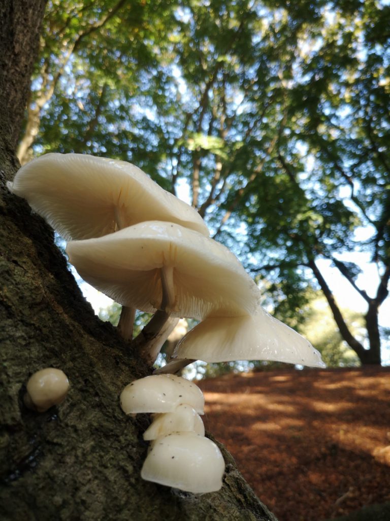 Herfst tijdens het Wandelen in het Vechtdal Herfst tijdens het Wandelen in het Vechtdal