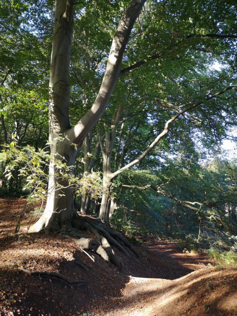 Landgoed Vilsteren - Wandelen in het Vechtdal Landgoed Vilsteren - Wandelen in het Vechtdal