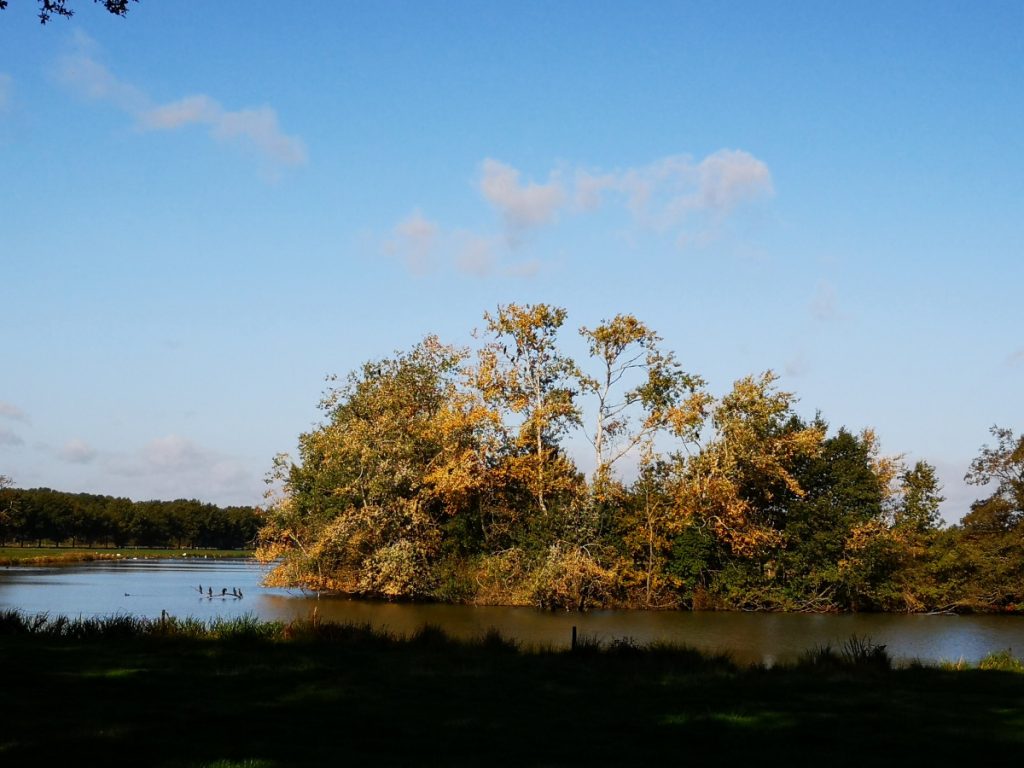 Aalscholvers op de tak boven het water - Vilsteren Aalscholvers op de tak boven het water - Vilsteren
