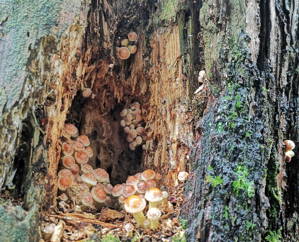 Paddenstoelen langs de route Vechtdal