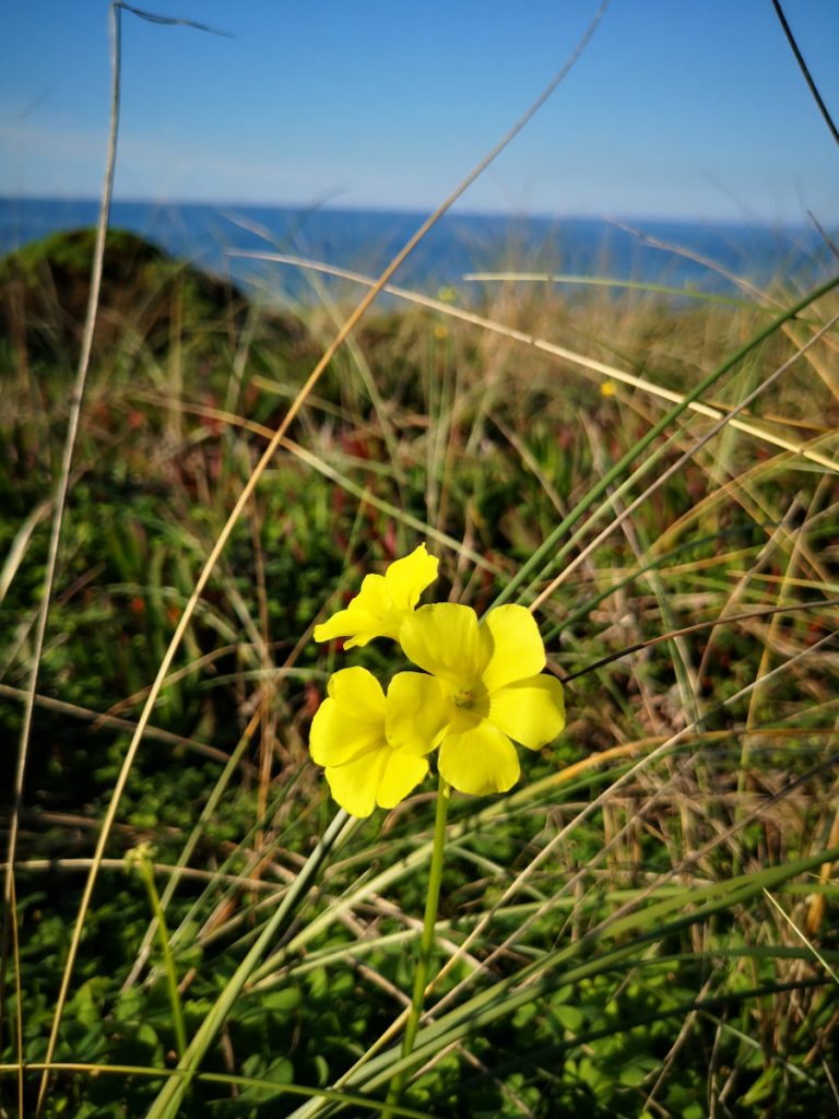 Etappe 5 - Ambujeira do Mar naar Odeceixe - 18,5 km - Wandelen langs de Atlantische Oceaan Etappe 5 - Ambujeira do Mar naar Odeceixe - 18,5 km - Wandelen langs de Atlantische Oceaan
