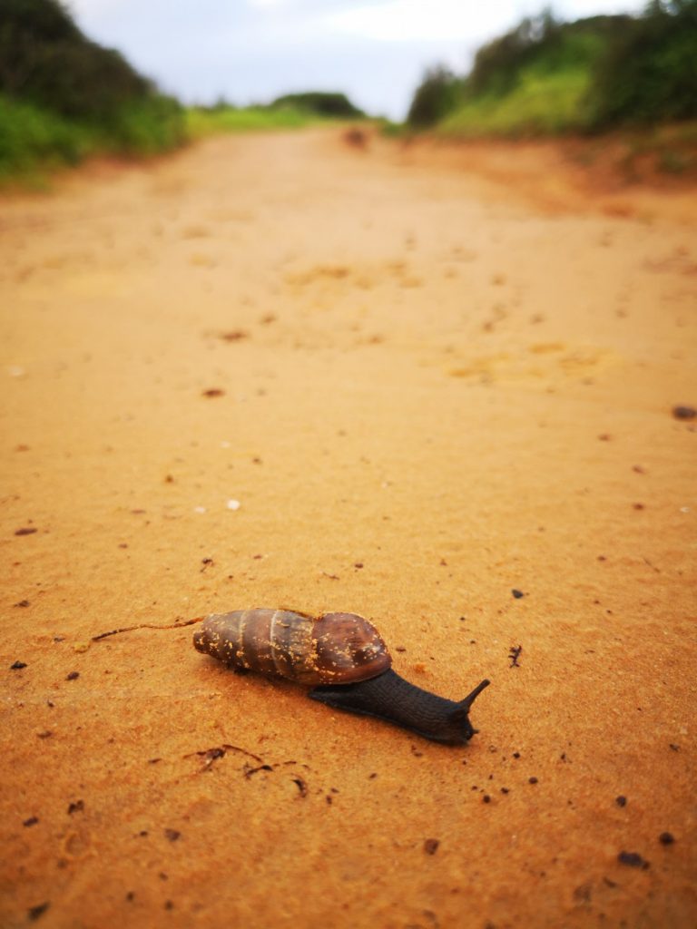 Ook de slakken zijn anders dan bij ons - Wandelen langs de kust in Portugal Ook de slakken zijn anders dan bij ons - Wandelen langs de kust in Portugal