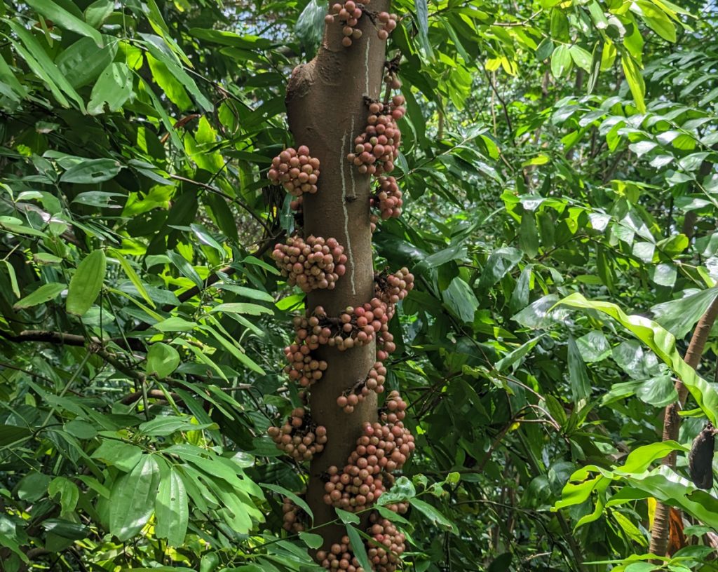 De natuur gezien vanaf de Forest Walk - Wandelen in Singapore
