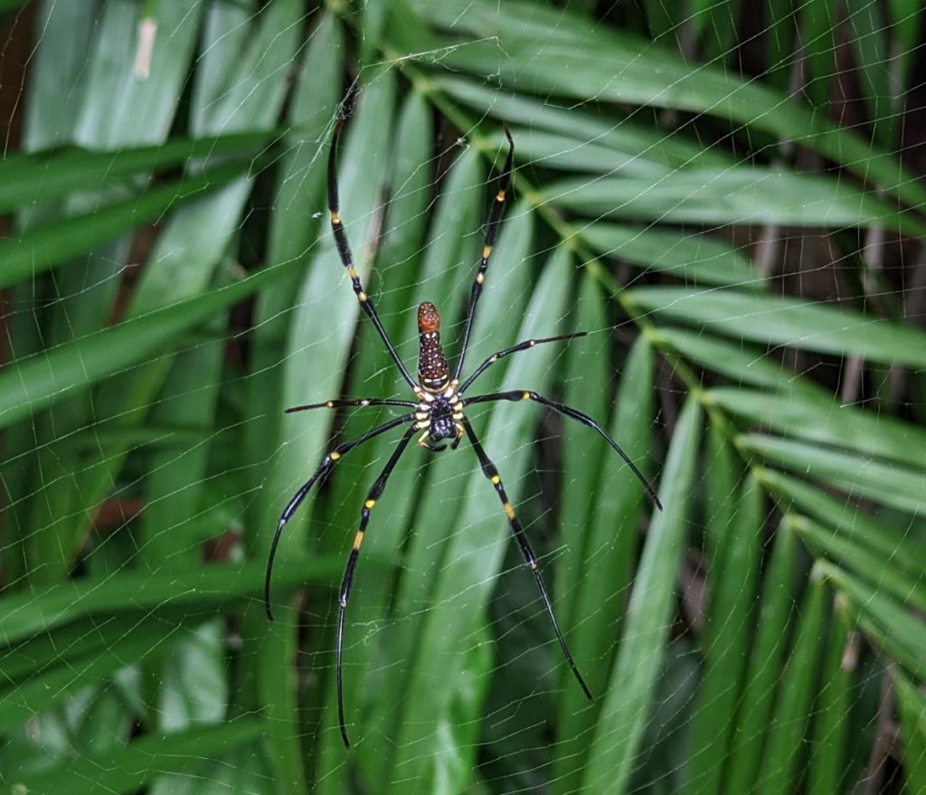 Nephila Pilipes - Grote Spin gezien vanaf de Forest Walk