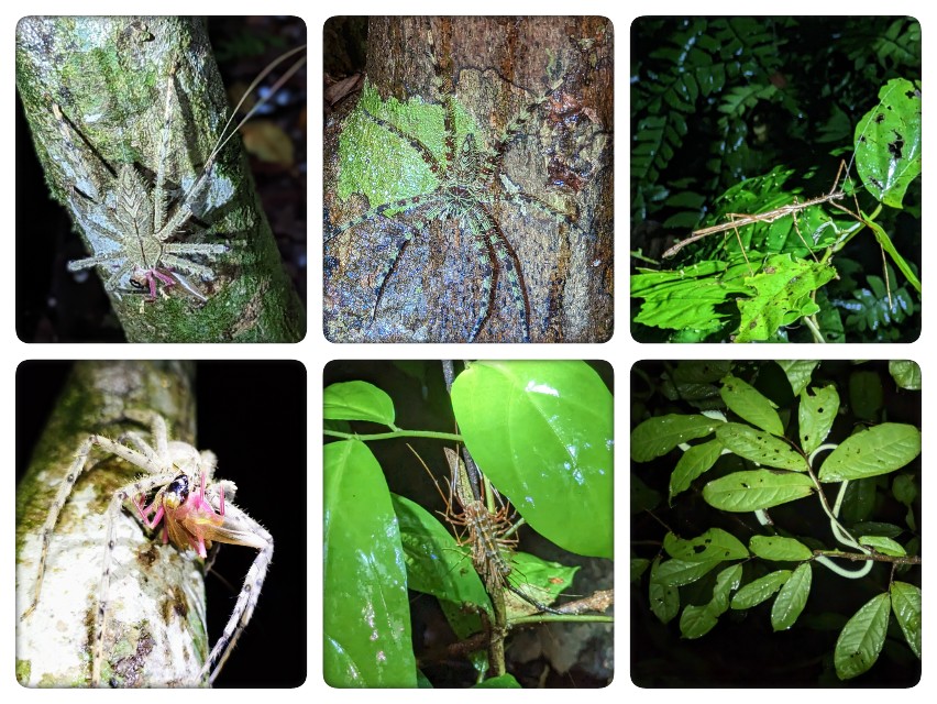 Nightwalk in het oudste regenwoud ter wereld de Taman Negara