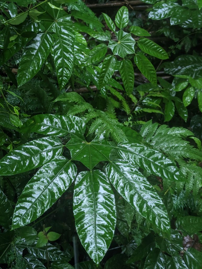 Bezoek het oudste regenwoud ter wereld de Taman Negara - Wandelen in het regenwoud Taman Negara, Maleisië