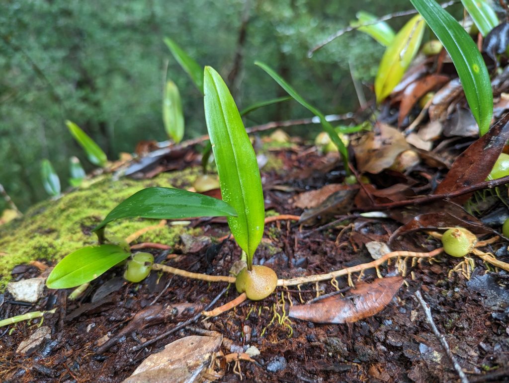 Bezoek het oudste regenwoud ter wereld de Taman Negara - Wandelen in het regenwoud Taman Negara, Maleisië