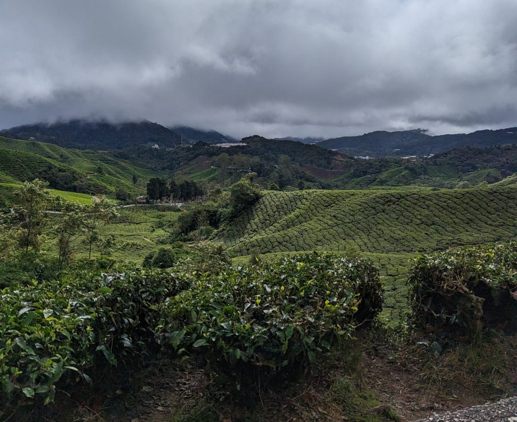 Teaplantation Cameron Highlands - Tanah Rata, Maleisië Teaplantation Cameron Highlands - Tanah Rata, Maleisië