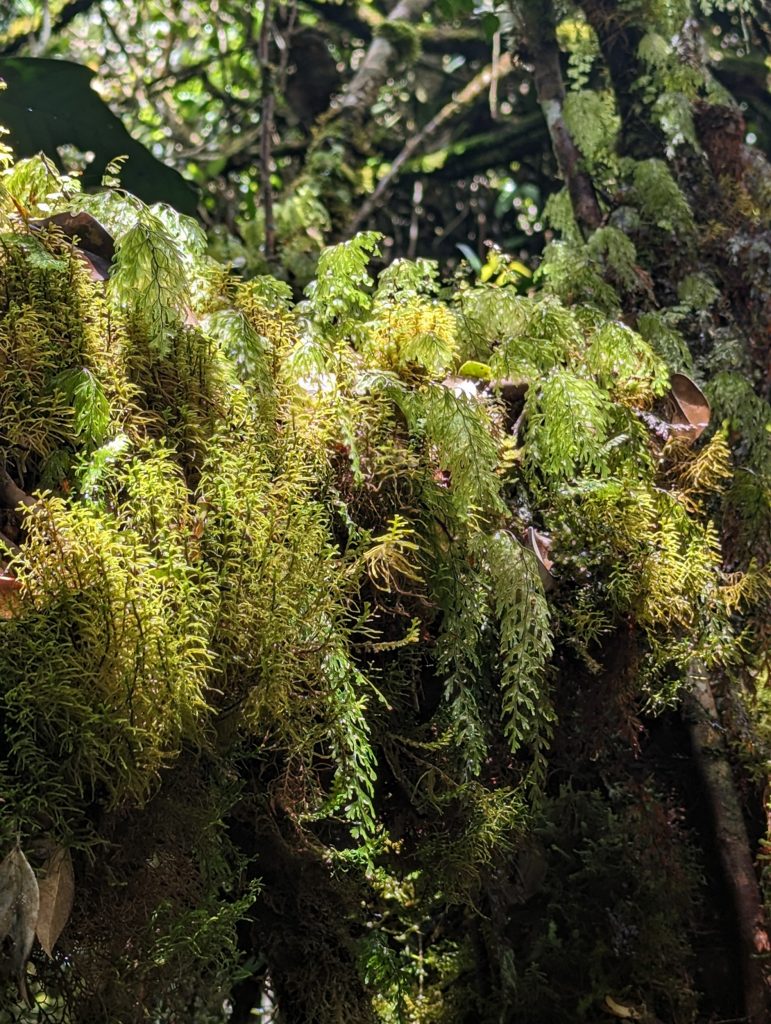 Mossy Forest nabij de theeplantages van Tanah Rata - Cameron Highlands Mossy Forest nabij de theeplantages van Tanah Rata - Cameron Highlands