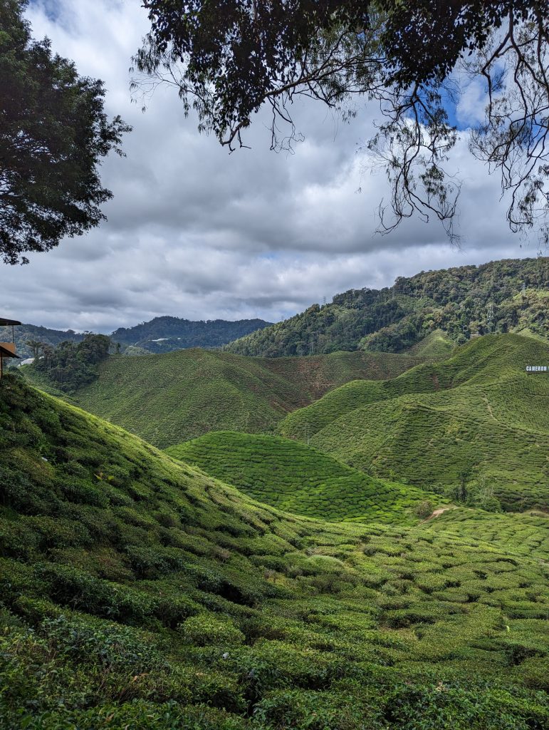 Bharat Teaplantation - Cameron Highlands - Tanah Rata Bharat Teaplantation - Cameron Highlands - Tanah Rata