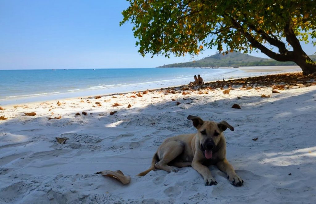 Hondje op het strand van Koh Mook - Wandelen op Koh Mook, Thailand