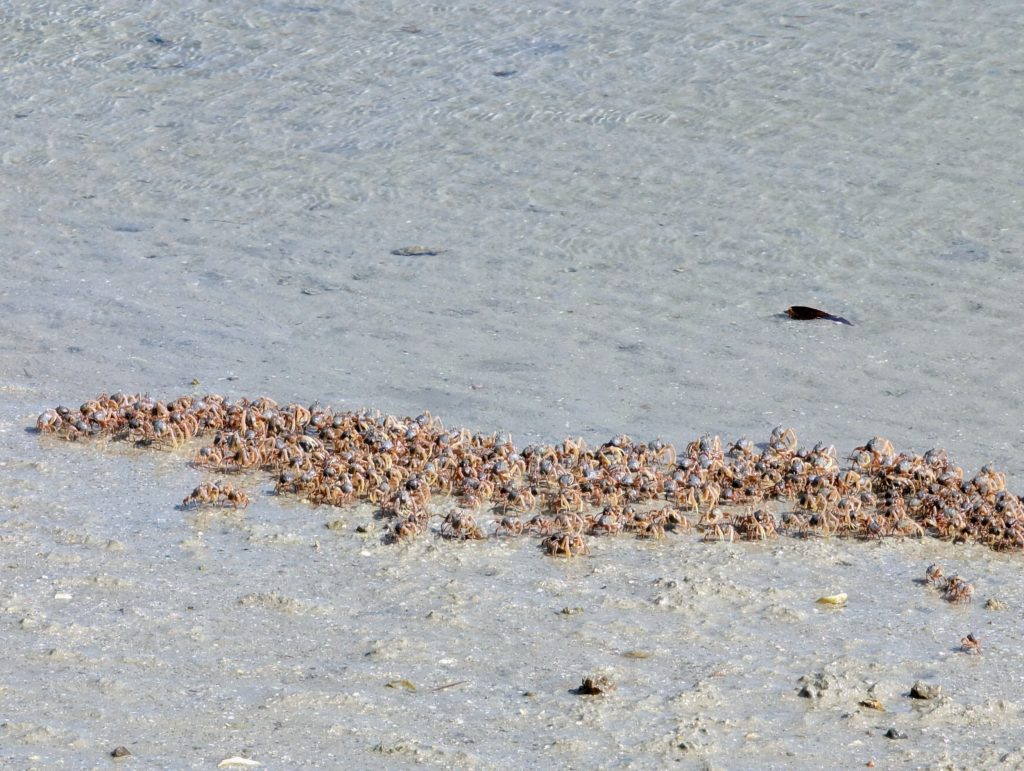 Duizenden krabbetjes op het strand van Koh Mook - Wandelen op Koh Mook, Thailand