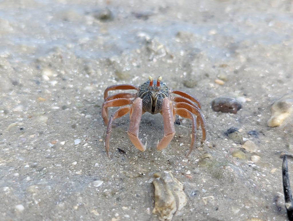 Close-up krab op het strand van Koh Mook - Wandelen op Koh Mook, Thailand