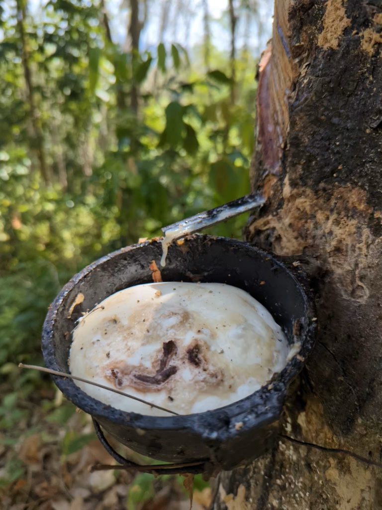 Wandelen op Koh Mook - Rubberplantage Koh Mook, Thailand