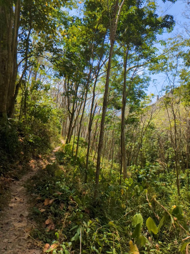 Wandelen naar het Jungle Viewpoint - Wandelen op Koh Mook, Thailand